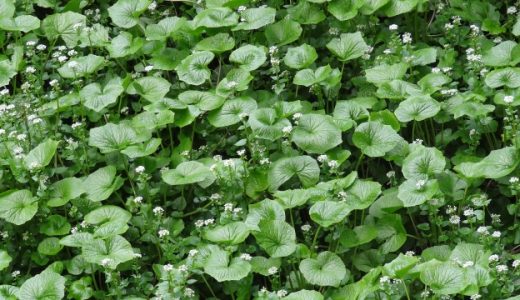 わさびの花を辛くする方法とは?温度や刺激が大事?80℃・90℃?
