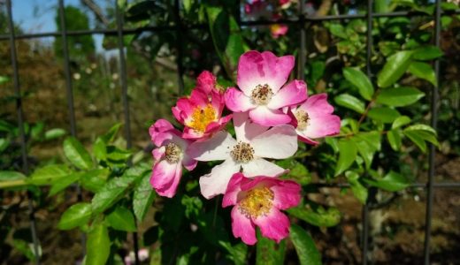 ローズヒップティーで体臭は変わらない?栄養素・効果・飲み方