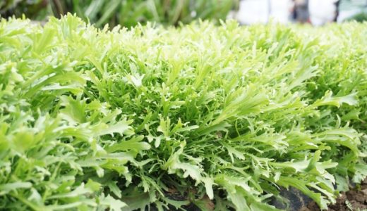 エンダイブってどんな野菜？チコリとの違い、栄養や効能、食べ方は？