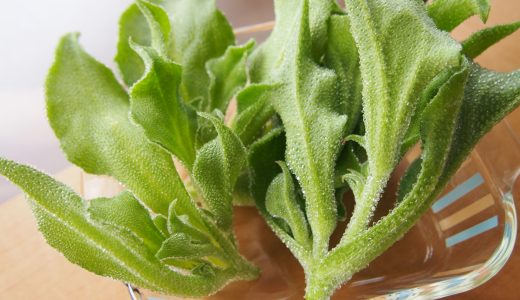 アイスプラントの保存方法｜冷蔵･冷凍できる?日持ち･食べ方･味は?