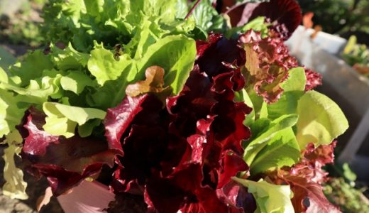 サニーレタスで便秘解消？豊富な食物繊維でダイエット＆キレイに