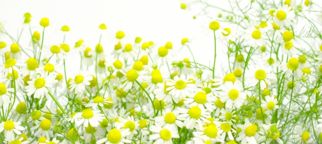 カモミールの種類とは ジャーマンとローマンの見分け方や特徴は お役立ち 季節の耳より情報局