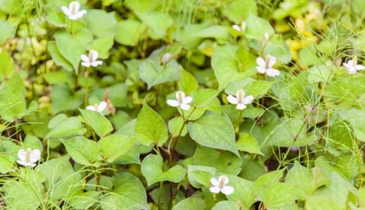 ドクダミに毒性はある？化粧水やどくだみ茶の効果や効能を解説！