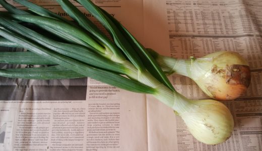 葉玉ねぎの保存方法は？腐ったらどうなる？長期保存は冷凍でいい？