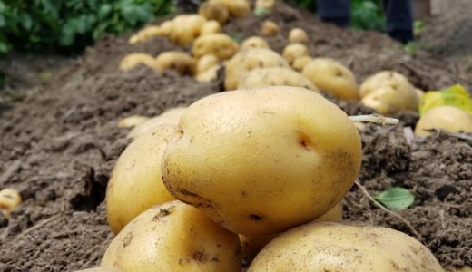 ばれいしょとメークイン違いは?男爵芋・キタアカリ・インカの目覚め