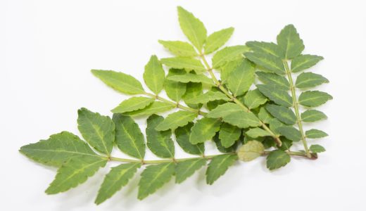 木の芽に代用できる食品は？佃煮などで有名な木の芽ってなに？