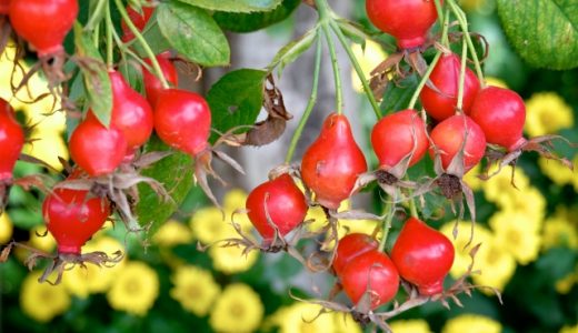 ローズヒップはそのまま食べる事ができる?毎日飲むと得られる効果