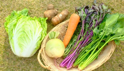 モロヘイヤの茎が赤いのは何のサイン?茎に毒があるって本当?