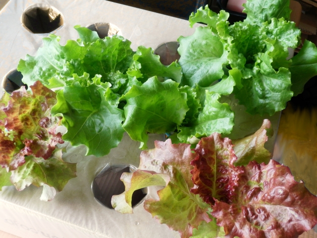 グリーンリーフの保存方法・特徴・使い方を解説!長持ちさせるコツも! お役立ち!季節の耳より情報局