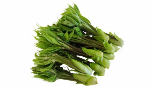 コシアブラは生食しても大丈夫?保存方法や食べ方について徹底解説!