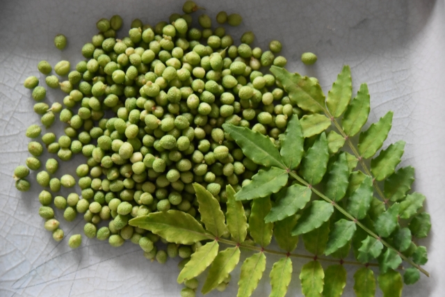 イヌザンショウとカラスザンショウの違いは 気になる山椒の違いを解説 お役立ち 季節の耳より情報局