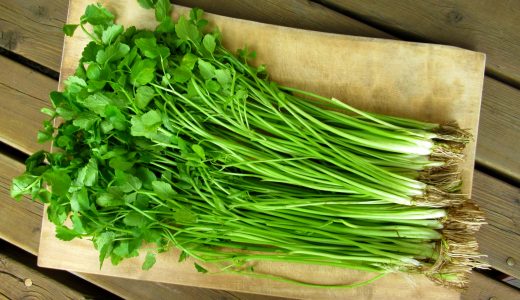 セリとドクゼリの見分け方は？食中毒になるドクゼリが生える時期は？