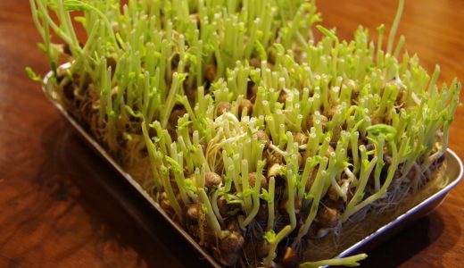豆苗の賞味期限・消費期限は？冷蔵庫で育てる事ができるって本当？