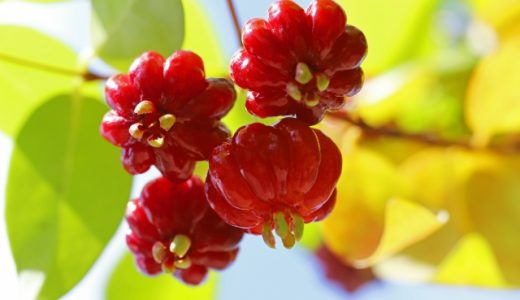 ピタンガってどんな味？アセロラと比べられるけど効能の違いは？