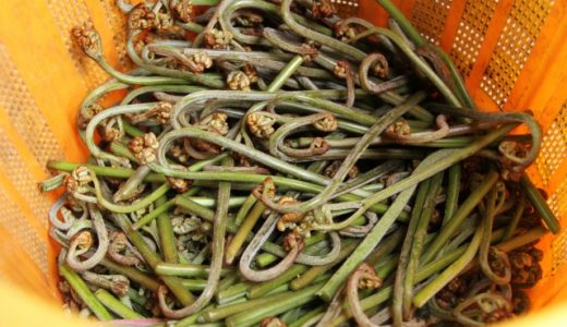 わらび塩漬けにカビが生えていても食べられる?保存期間はどれくらい?