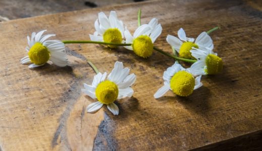 ローマンカモミールが増えすぎた場合の対処法!オススメの使い方