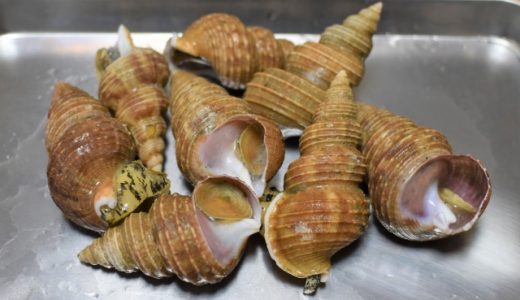 ​​つぶ貝を食べて下痢・腹痛に？食中毒？毒が含まれる唾液腺とは？