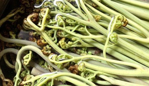 塩漬けわらびが苦い原因はアク?塩漬けを使う前に行う下処理とは?