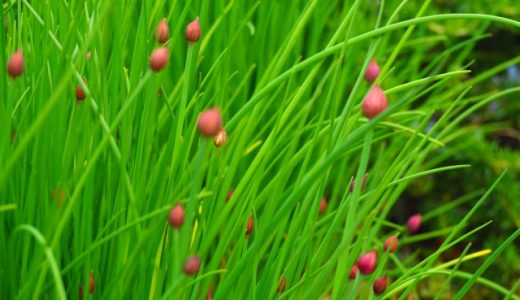 チャイブってどんな味？おいしい？効能は？育てる時はアブラムシに注意！