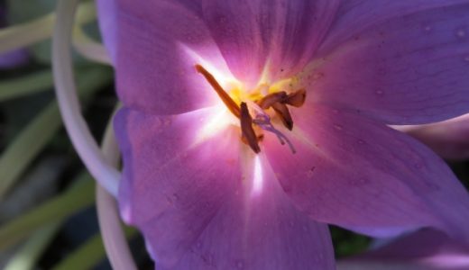 サフランでアレルギー反応？スパイスの摂取量や女性の注意点や対策も