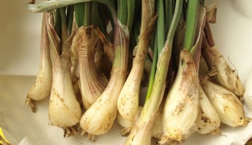 辛いエシャレットの下処理方法｜生の食べ方･食べ過ぎによる副作用は？