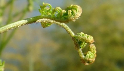 アスパラガスの食べる部分はどこ 下ごしらえ 固い部分の食べ方 お役立ち 季節の耳より情報局