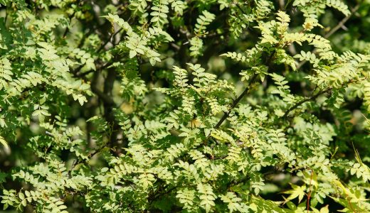 木の芽と山椒の違いは？実は一緒？山山椒や和山椒など色々な種類も！