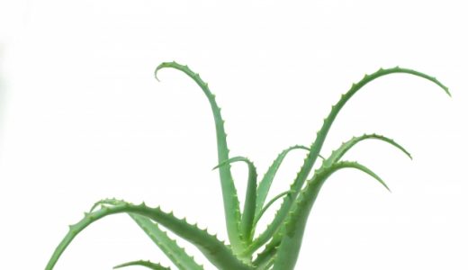 キダチアロエは便秘を治す効果が高い？アロエベラとの違いは？