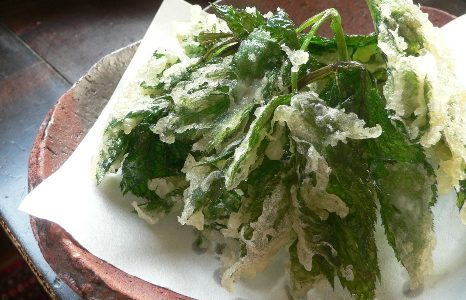 あしたばの天ぷらの味はまずい?美味しい?食べ方･栄養･効能は?