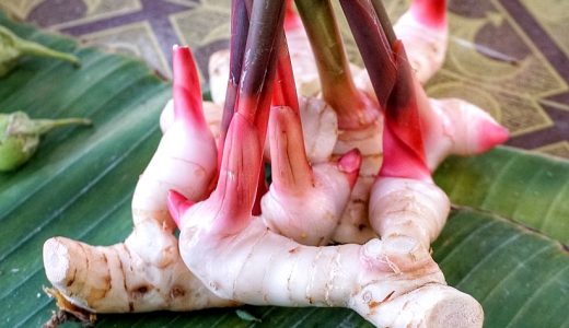 ガランガルと生姜の違いは?どんな料理に使うの?味や辛さは?