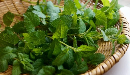 レモンバームの保存方法は？効能や副作用を解説！食べることはできる？