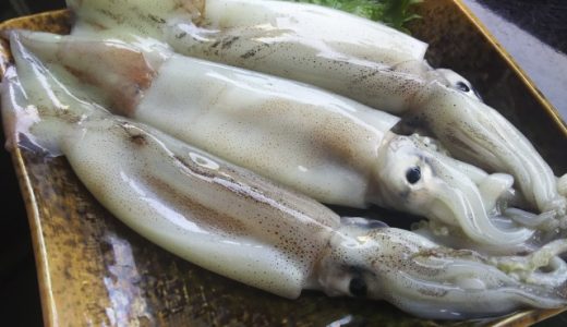 スルメイカの保存方法｜そのまま?冷蔵・冷凍の保存期間・日持ちは?