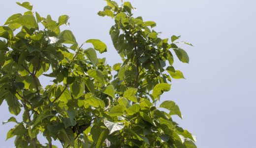 杜仲茶の味は苦い?まずい?どんな味?ダイエット効果･飲むタイミング