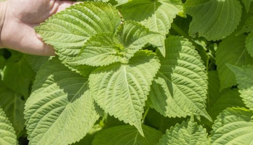 えごまの葉の味はどんな味？シソや大葉との違いは？おすすめの調理法