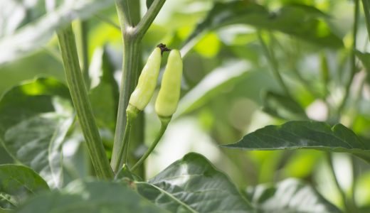 島唐辛子は刺身に合う!食べ方は?青いまま･生でも食べられる?