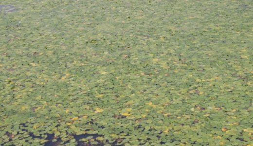 じゅんさいの賞味期限｜保存方法は?水煮の場合は?旬・食べ方は?