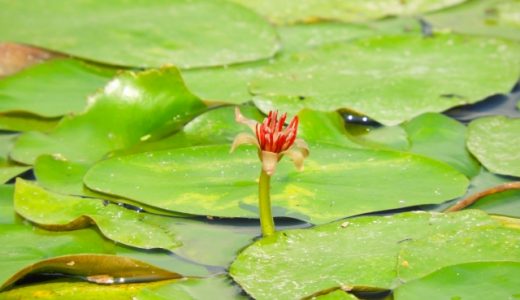 じゅんさいは生で食べられる？どんな味？ポン酢や酢漬けで?下ごしらえは?