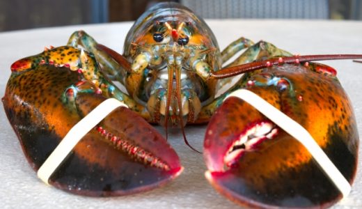 ロブスター・オマール海老・ザリガニ・伊勢海老の違いは？値段のちがいは