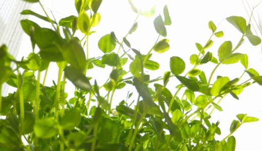 豆苗の美味しい食べ方･生で食べる栄養成分｜危険性･毒性は？