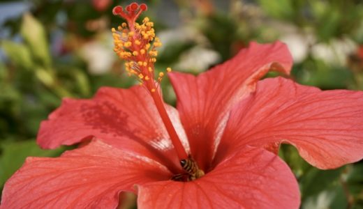 ハイビスカスの花には毒性があるの？犬が食べたら危険なもの？