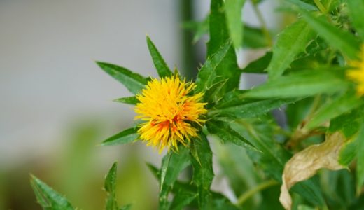 紅花を食べる方法！食用としての使い道は？薬膳レシピ・紅花ご飯も紹介！