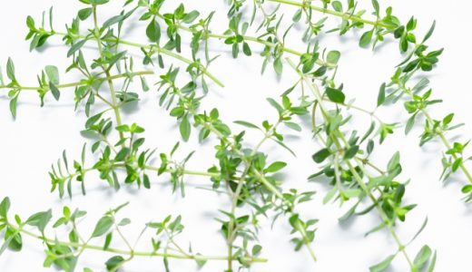 タイムの保存方法4選！傷むとどうなる？長持ちさせる方法も紹介！