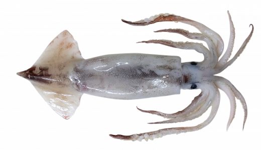 スルメイカは寄生虫がつきやすく危険？アニサキスとニベリニアは加熱で対策