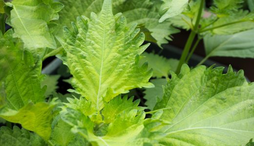 紫蘇を長持ちさせる保存方法5選｜冷凍･冷蔵｜腐るとどうなる?