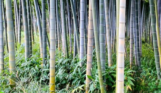 たけのこ･破竹･真竹葉･孟宗竹･淡竹の違い｜生えてる場所･味の違い