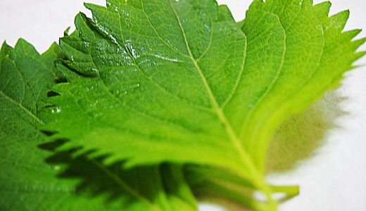 シソの葉の保存方法!オイルを使う?冷凍・冷蔵は?大量保存の方法は?