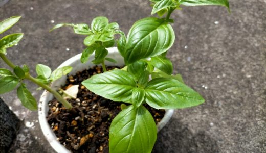 スイートバジルとバジルの違いは？ホーリーバジルや保存方法・レシピも