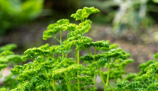 生パセリの食べ方はこれ！茎は食べれる？いま人気の無限パセリとは