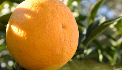 甘夏の賞味期限はどのくらい？保存方法・保存期間は？冷凍、冷蔵は？