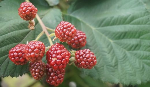 木苺と野いちごの違いとは?どんな種類があるの?代表的な種類の特徴